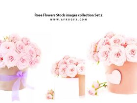 Rose Flowers Stock images collection Set 2