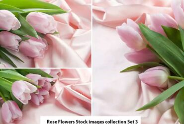 Rose Flowers Stock images collection Set 3