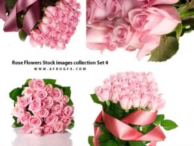 Rose Flowers Stock images collection Set 4