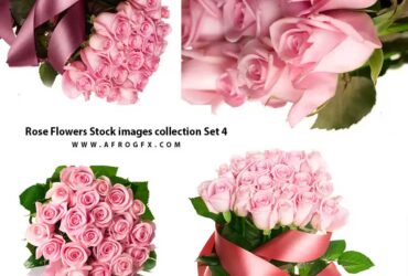 Rose Flowers Stock images collection Set 4