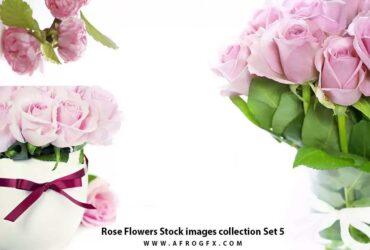 Rose Flowers Stock images collection Set 5
