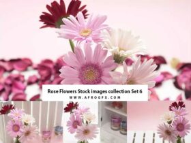 Rose Flowers Stock images collection Set 6