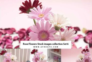 Rose Flowers Stock images collection Set 6