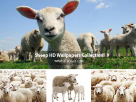 Sheep HD Wallpapers Collection 4