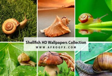 Shellfish HD Wallpapers Collection 4