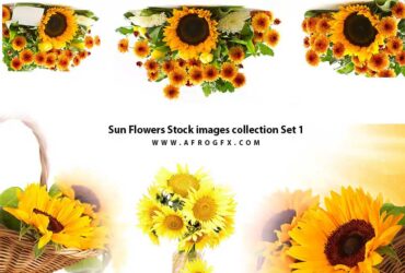 Sun Flowers Stock images collection Set 1