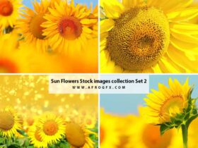 Sun Flowers Stock images collection Set 2