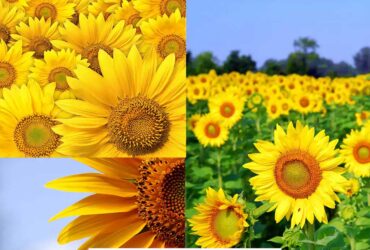 Sun Flowers Stock images collection Set 3
