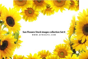 Sun Flowers Stock images collection Set 4