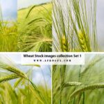 Wheat Stock images collection Set 1