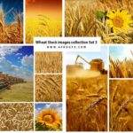 Wheat Stock images collection Set 3