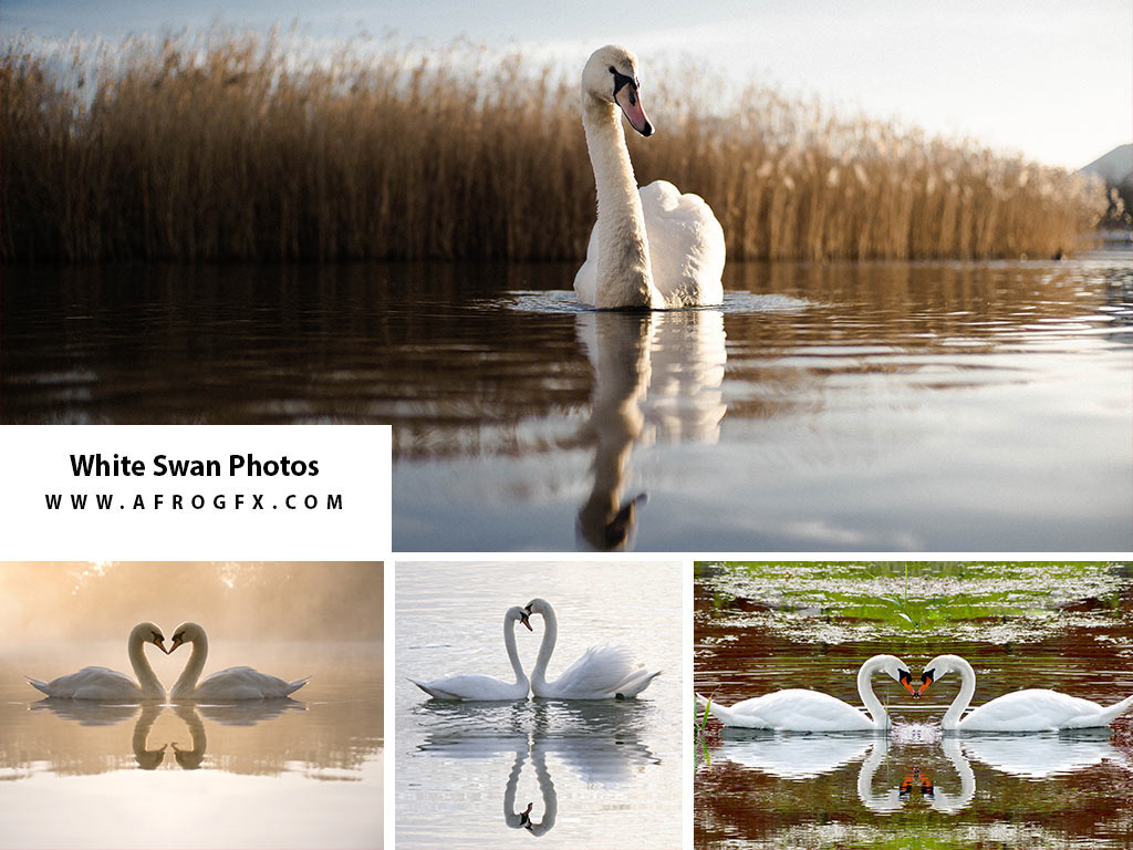 White Swan Photos - Stock Photo