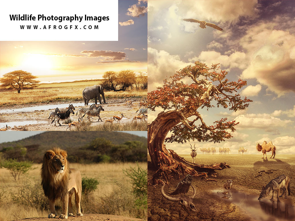Wildlife Photography Images, Stock Photos