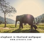 elephant in thailand wallpaper