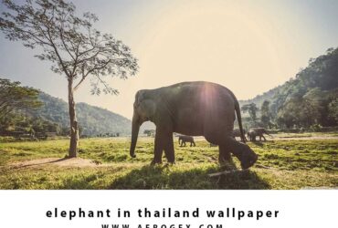 elephant in thailand wallpaper