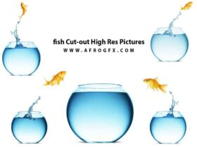 fish Cut-out High Res Pictures