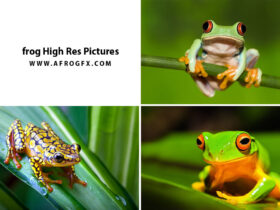 frog High Res Pictures - HD Wallpapers Collection 1