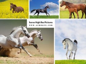 horse High Res Pictures - HD Wallpapers Collection 2
