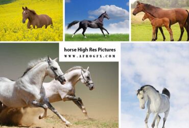 horse High Res Pictures - HD Wallpapers Collection 2