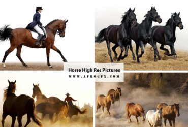 horse High Res Pictures - HD Wallpapers Collection 4