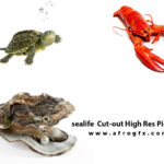 sealife Cut-out High Res Pictures