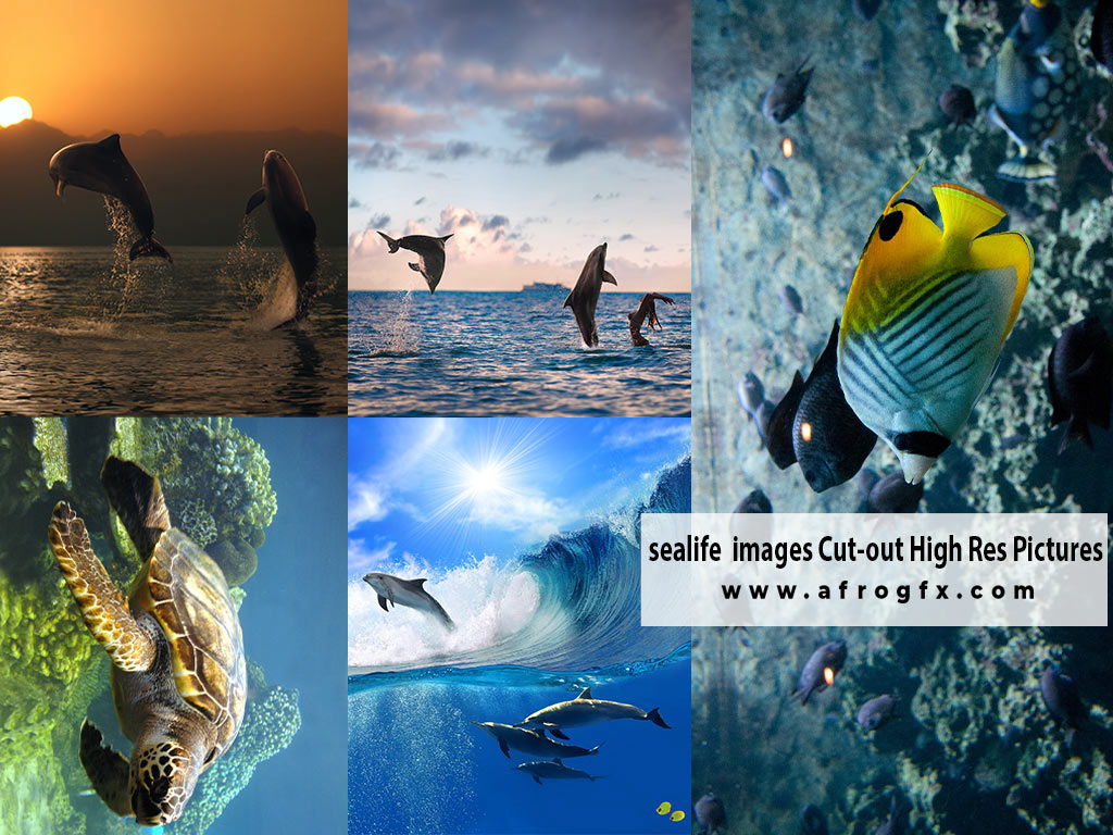 sealife images Cut-out High Res Pictures