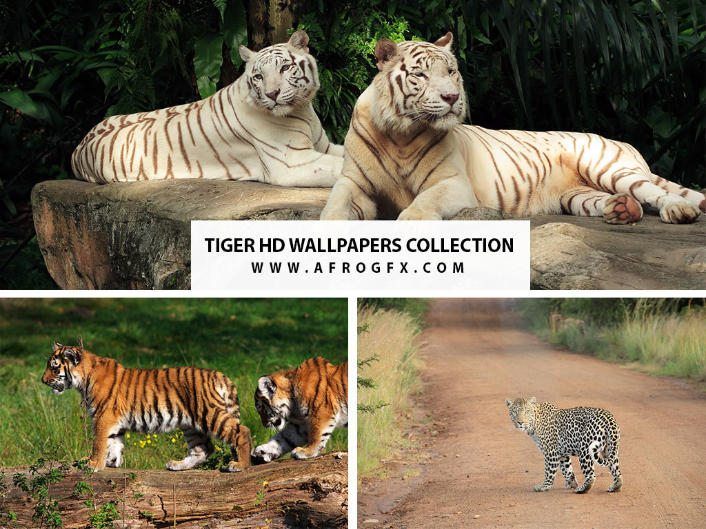 tiger HD Wallpapers Collection 3