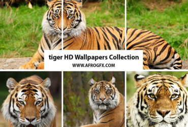 tiger HD Wallpapers Collection