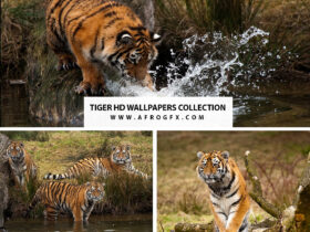 tigerHD Wallpapers Collection