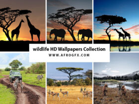 wildlife HD Wallpapers Collection