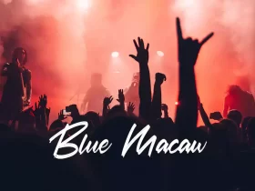 Blue Macaw - No Copyright Audio Library