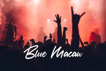 Blue Macaw - No Copyright Audio Library
